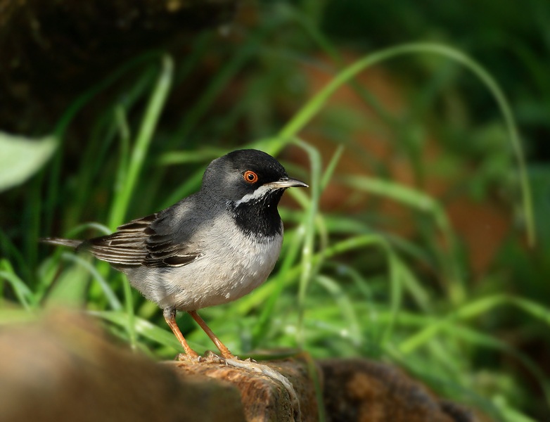 Rüppell`s Warbler