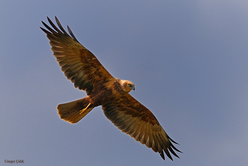 Western Marsh Harrier