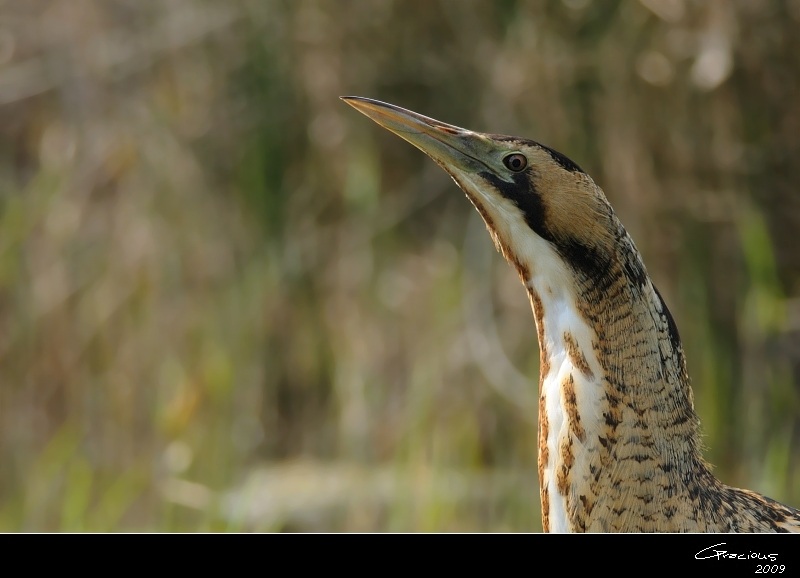Eurasian Bittern