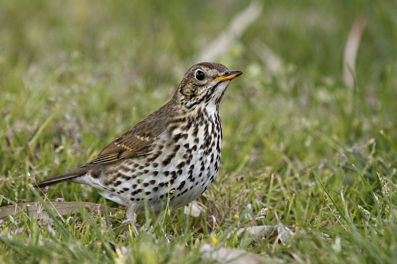 Song Thrush