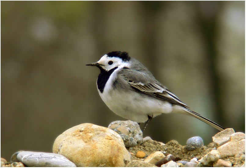 White Wagtail