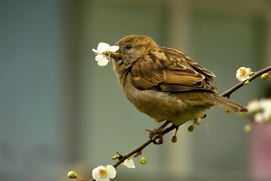 House Sparrow