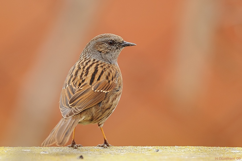 Dunnock