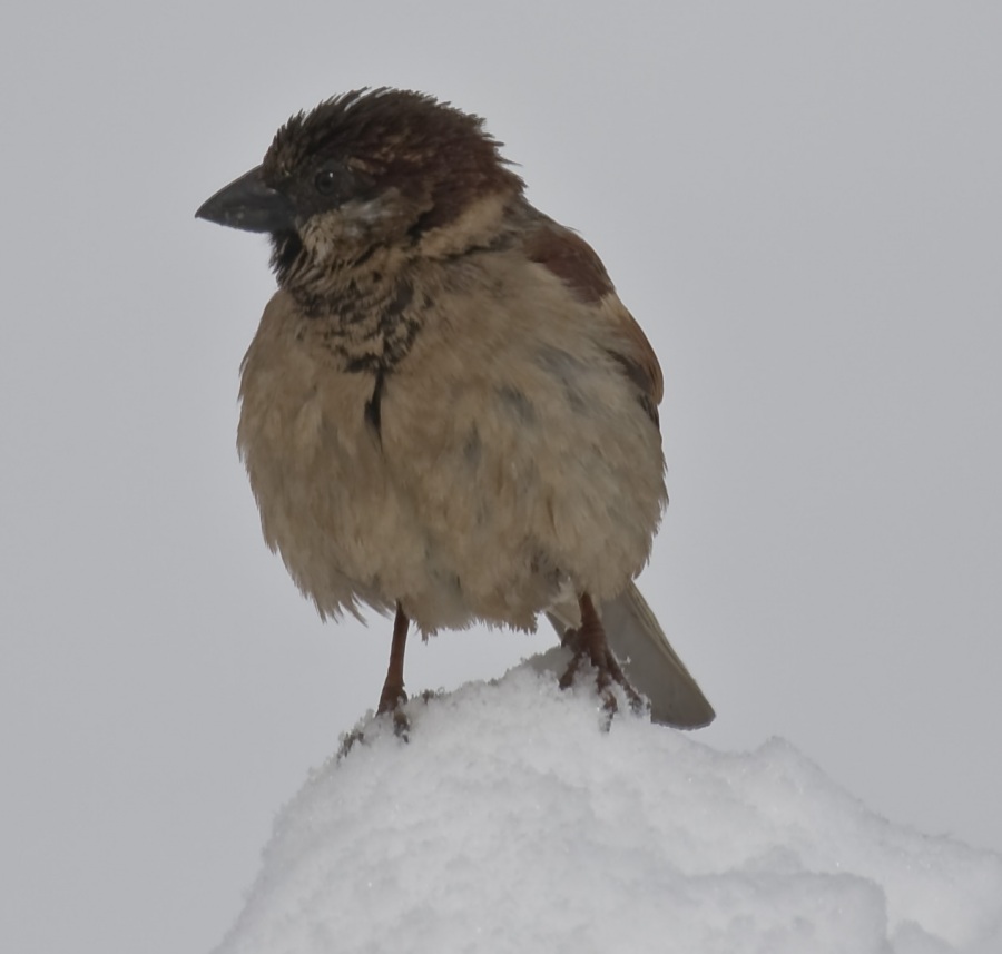 House Sparrow