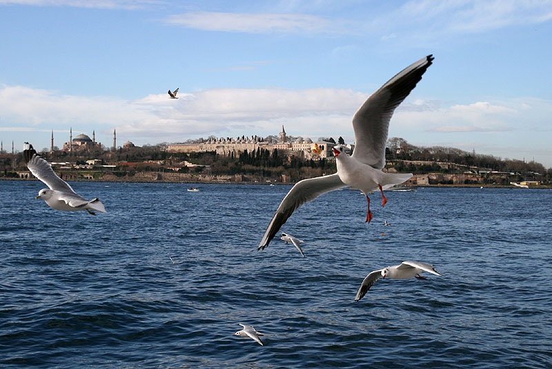 Black-headed Gull