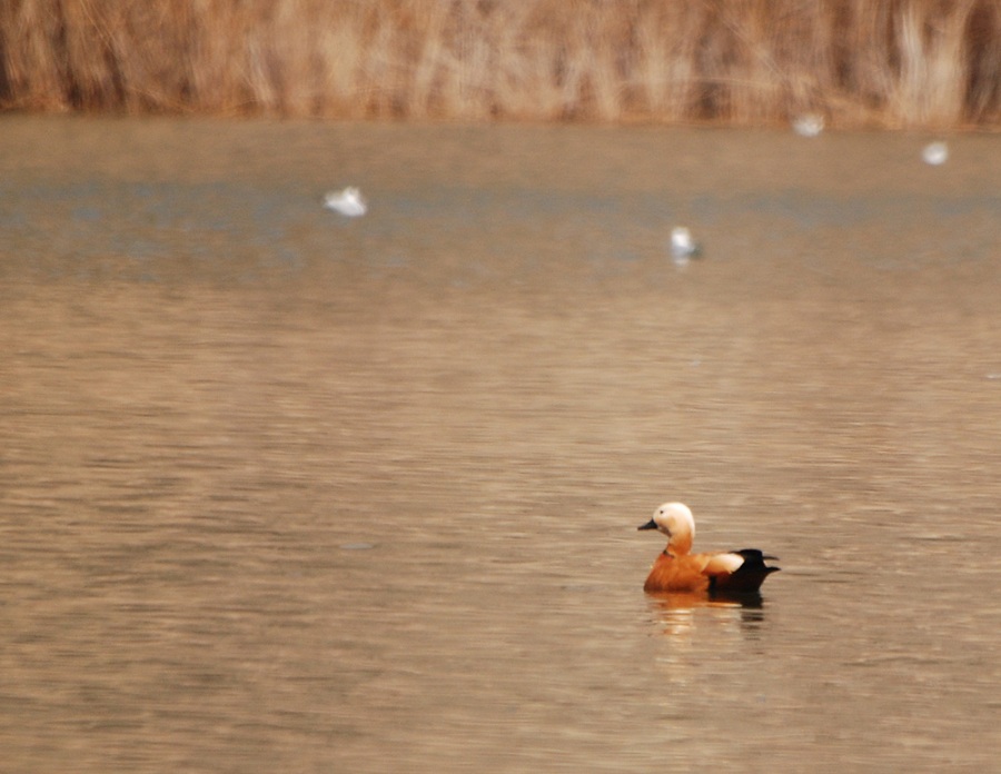 Ruddy Shelduck