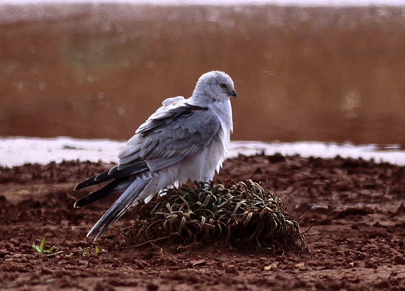 Pallid Harrier