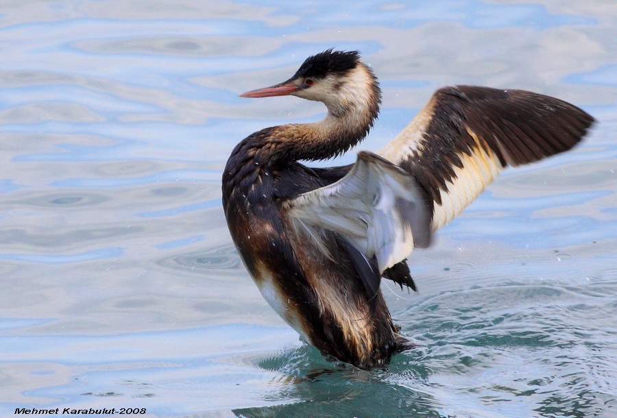 Great Crested Grebe