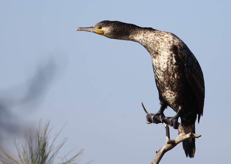 Great Cormorant