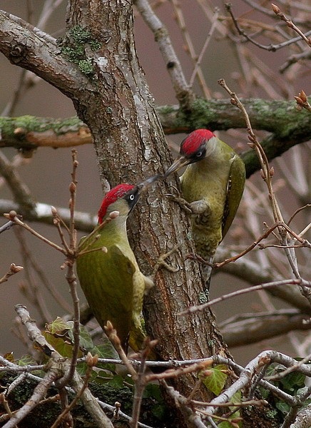 European Green Woodpecker