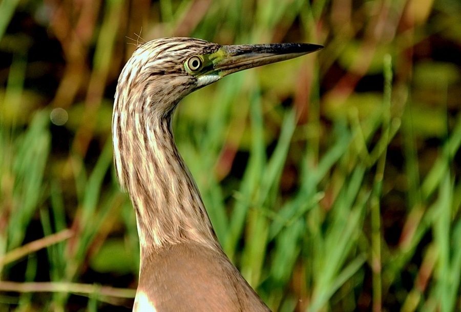 Squacco Heron
