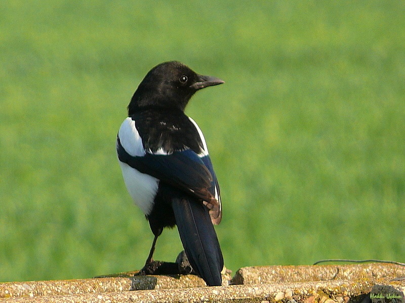 Eurasian Magpie