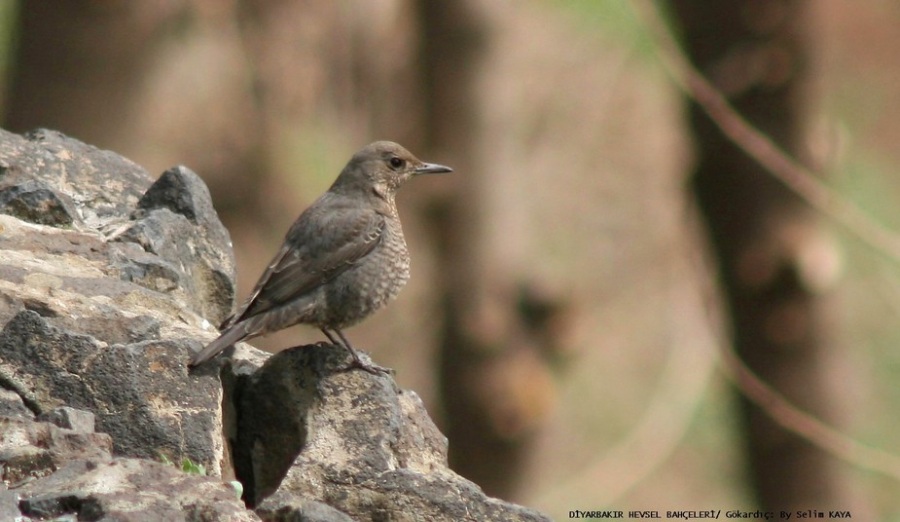 Blue Rock Thrush