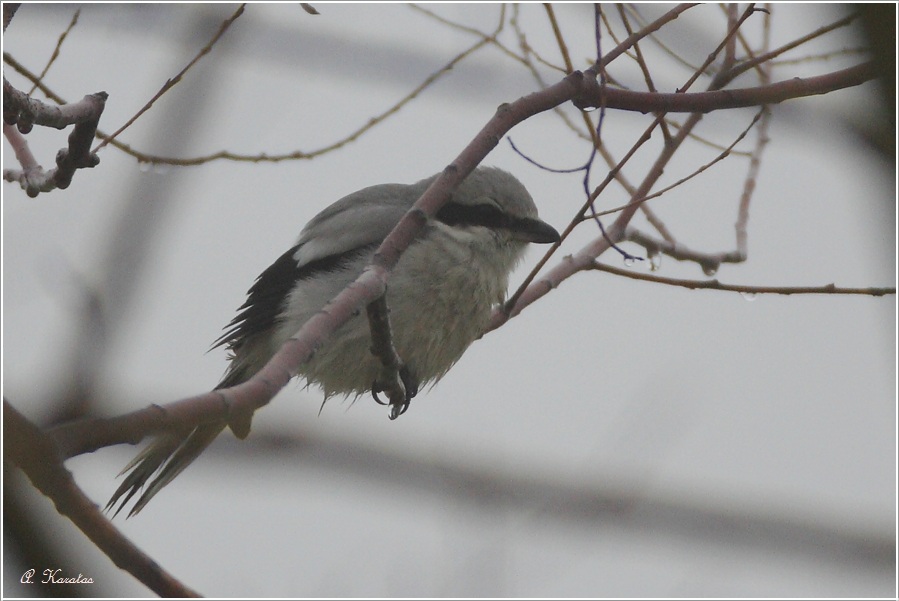 Great Grey Shrike
