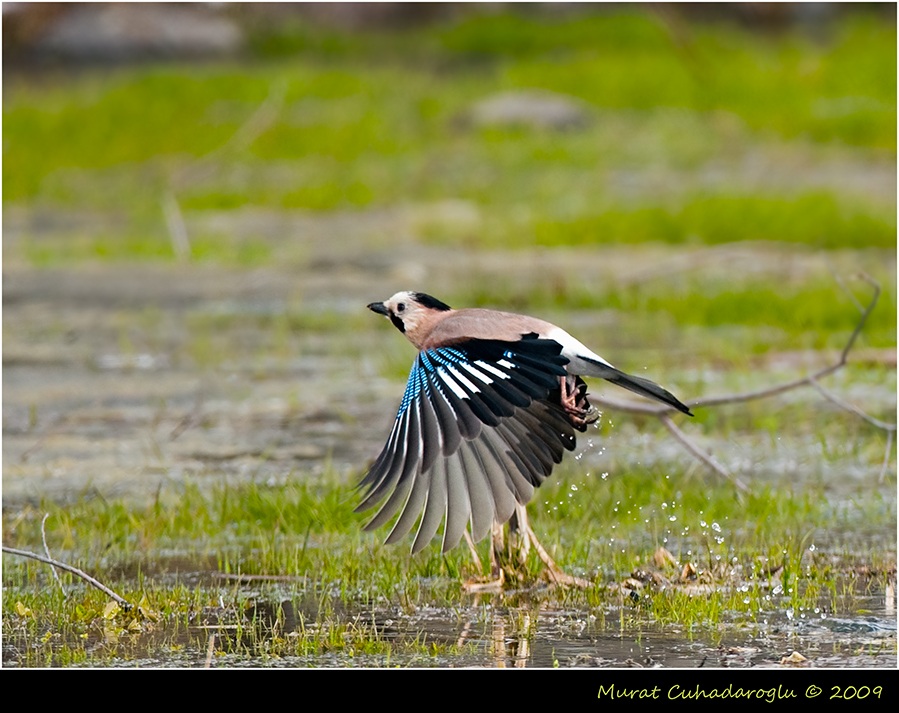 Eurasian Jay