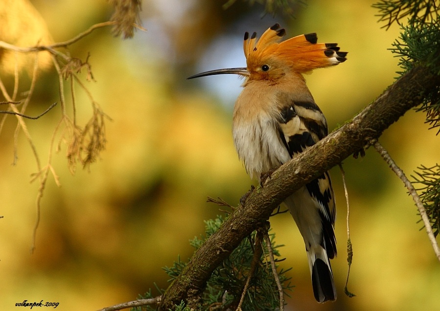 Eurasian Hoopoe