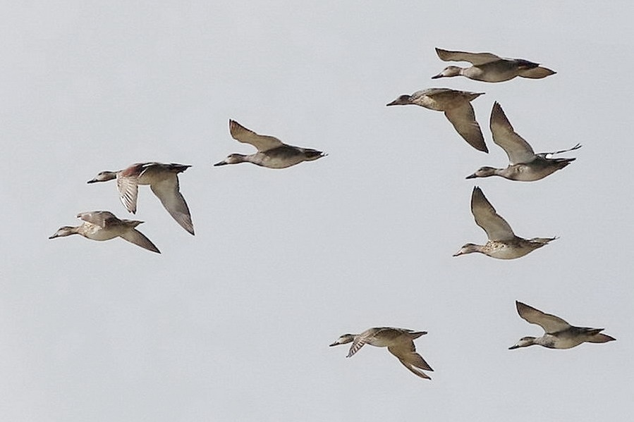 Gadwall