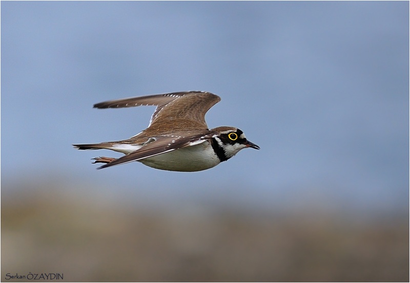 Little Ringed Plover