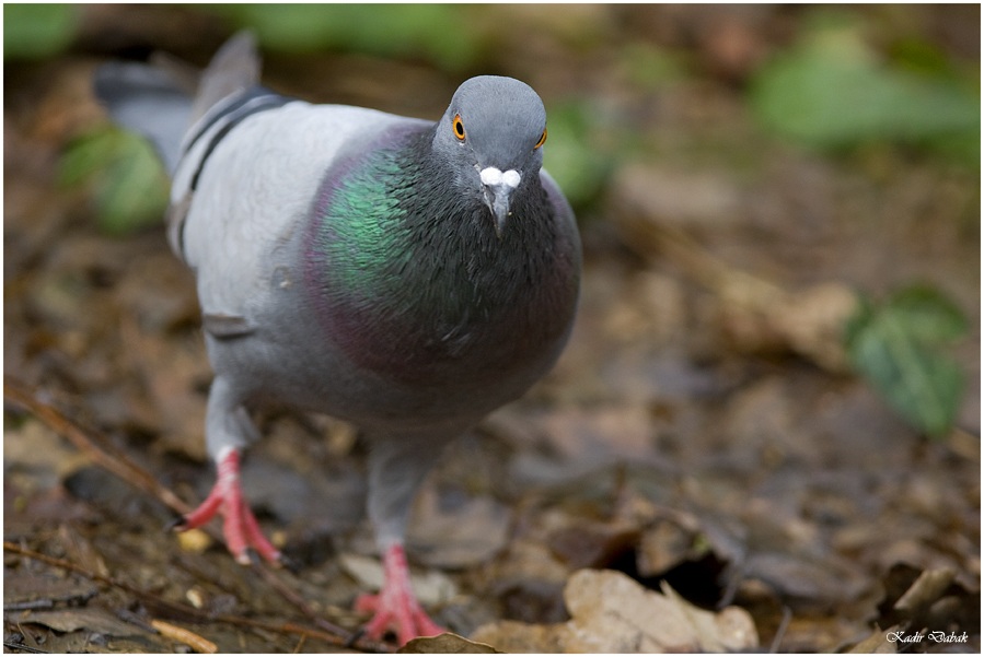 Rock Dove