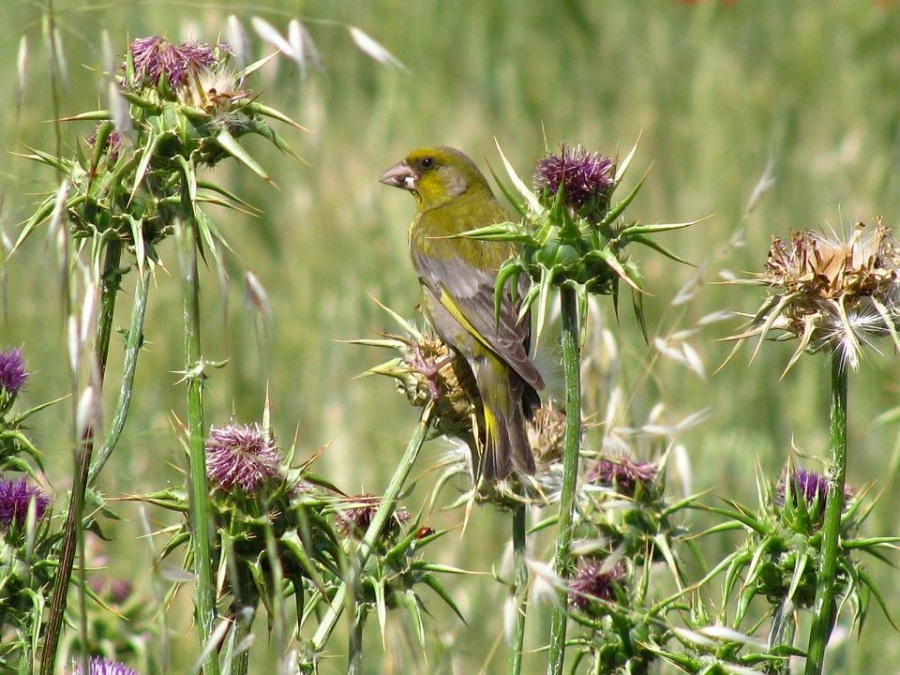 European Greenfinch