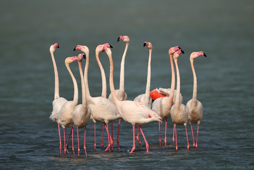 Greater Flamingo