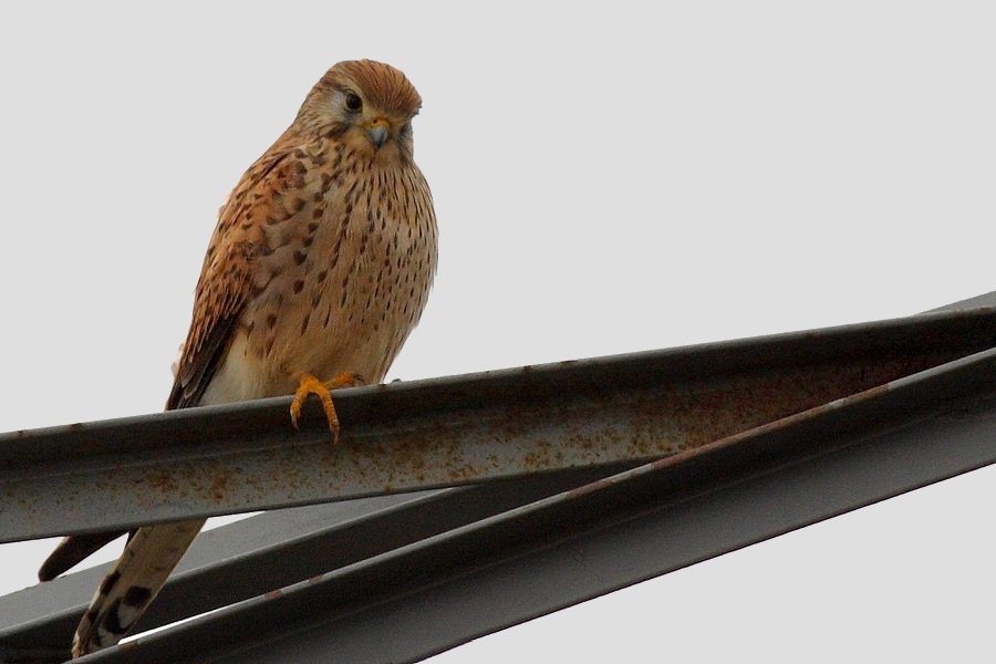 Lesser Kestrel