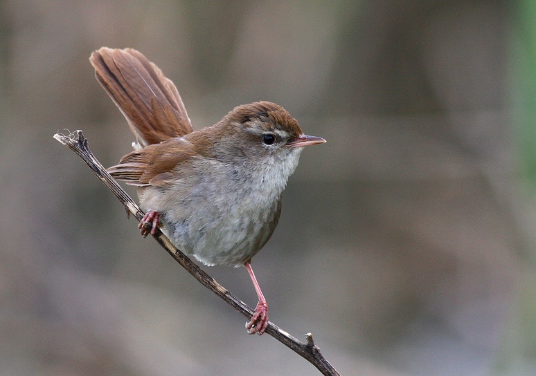 Cetti`s Warbler