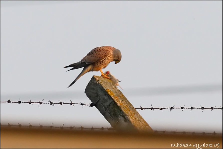 Common Kestrel
