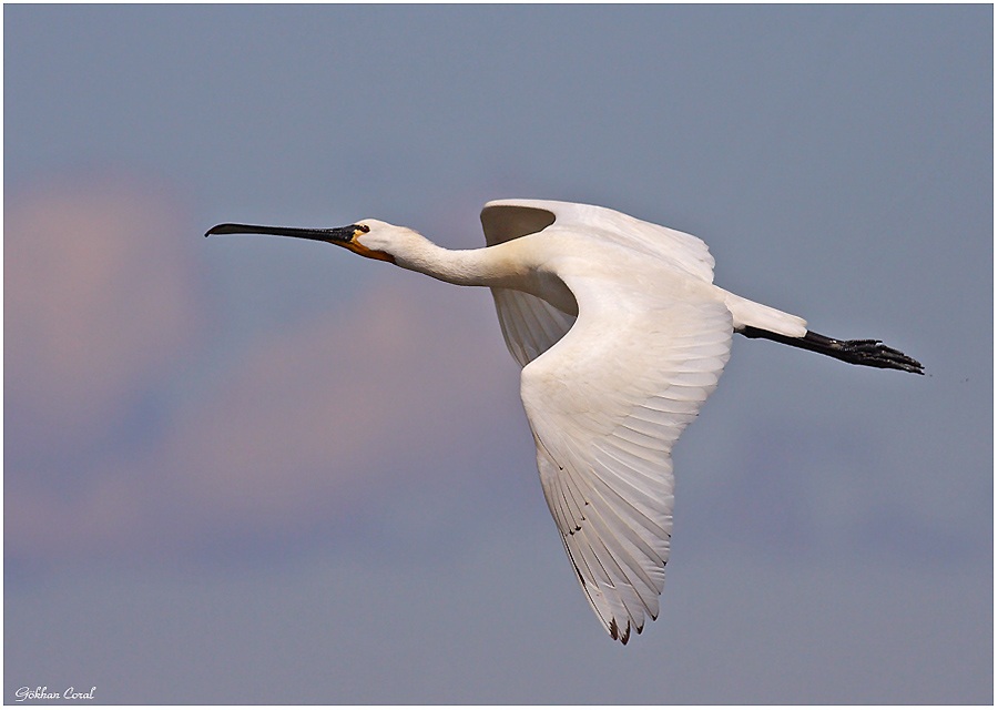 Eurasian Spoonbill