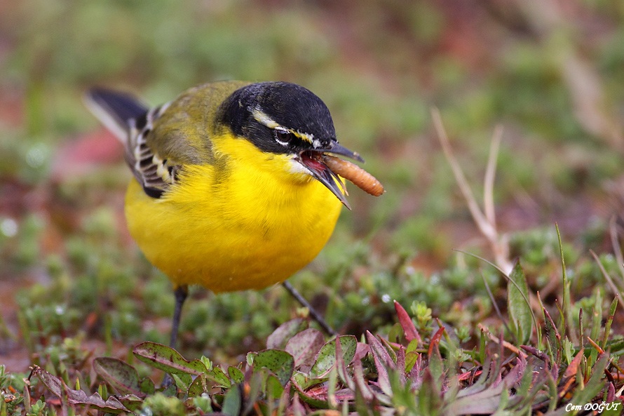 Western Yellow Wagtail