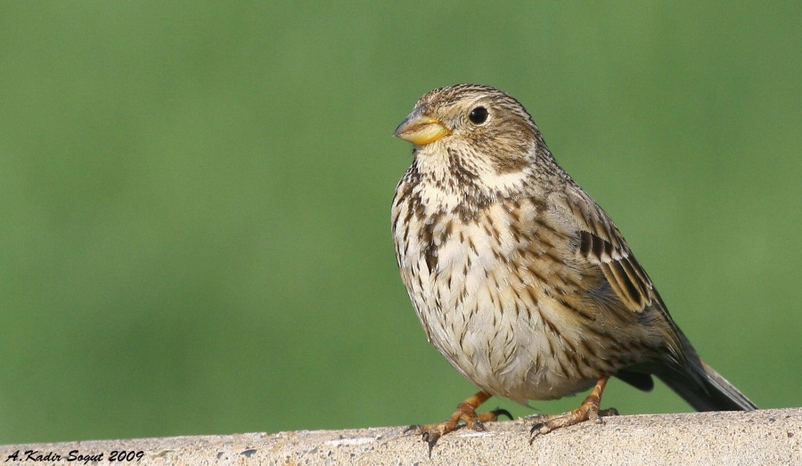 Corn Bunting