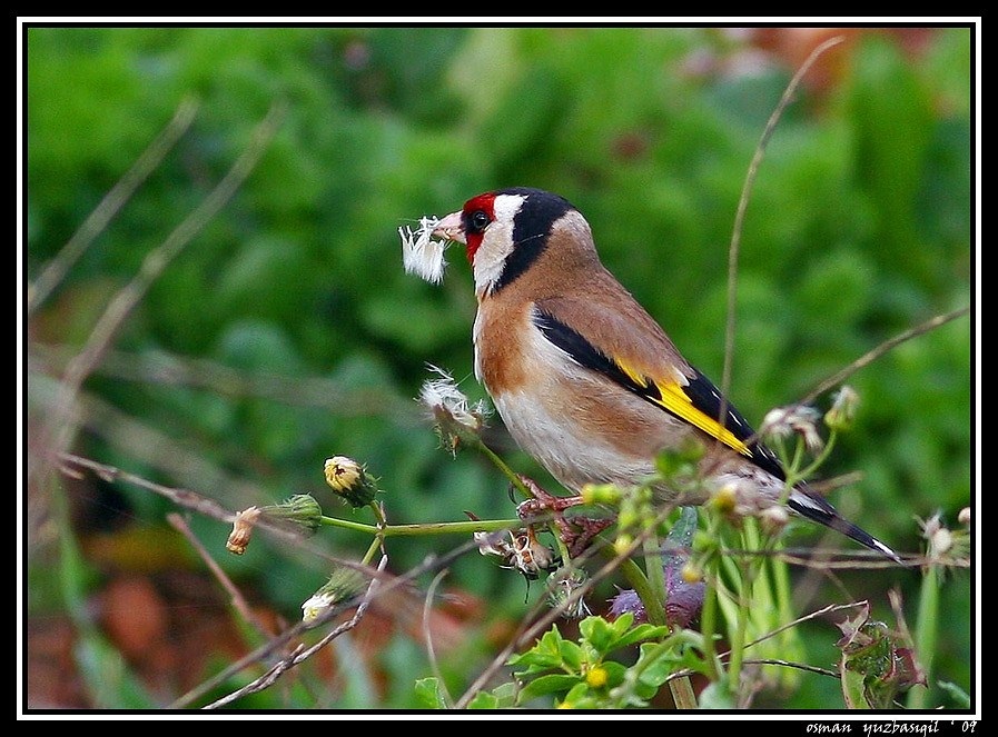 European Goldfinch
