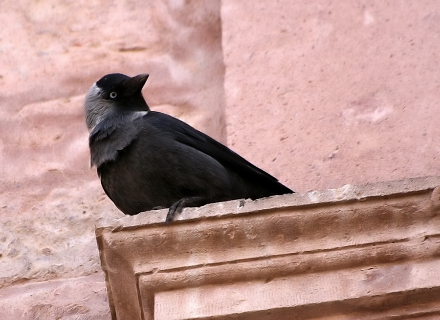 Küçük Karga