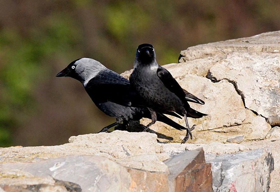 Western Jackdaw