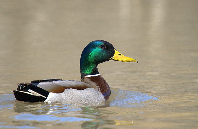 Mallard
