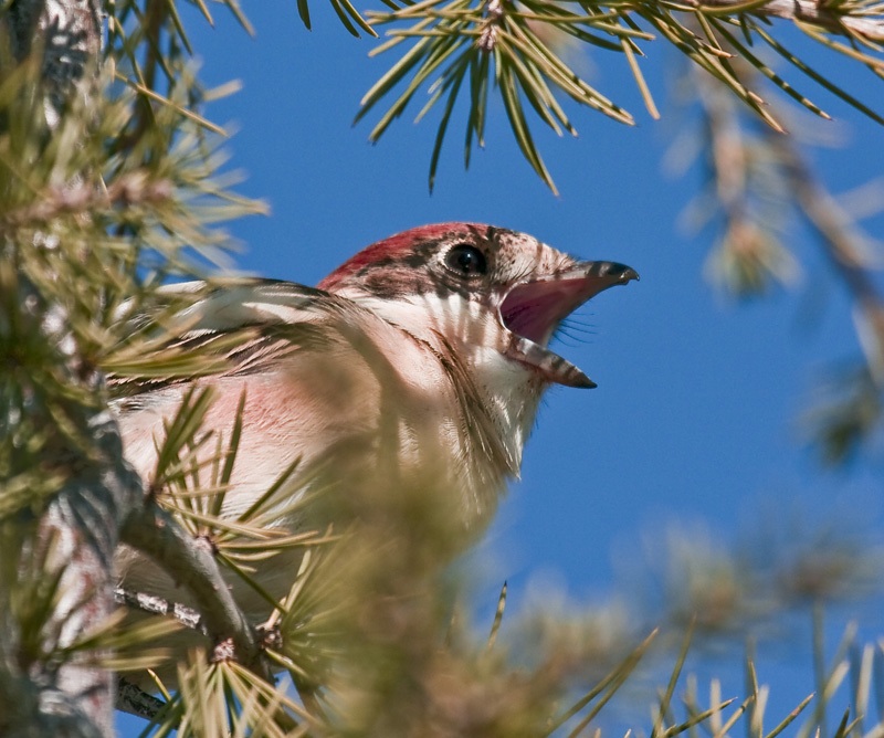 Woodchat Shrike