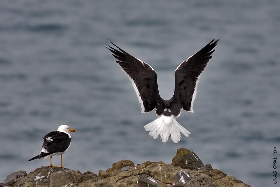 Lesser Black-backed Gull