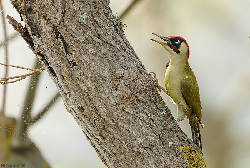European Green Woodpecker