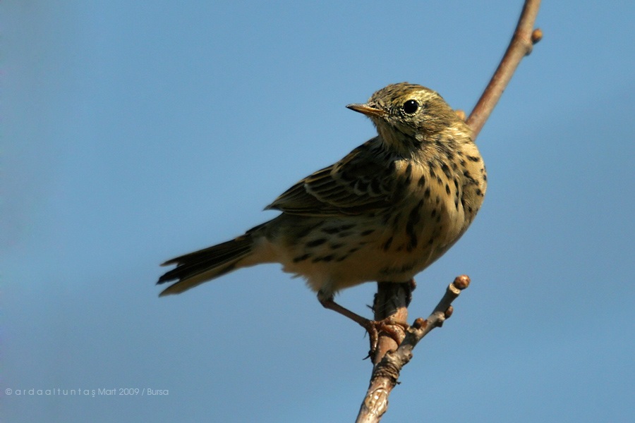 Meadow Pipit