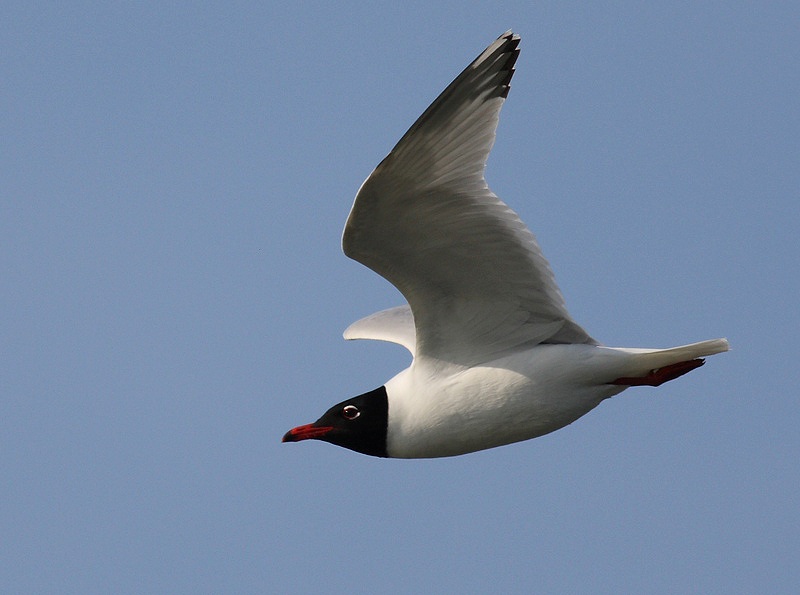 Mediterranean Gull