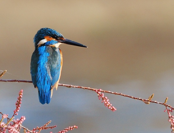 Common Kingfisher