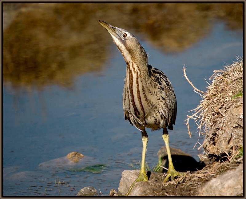Eurasian Bittern
