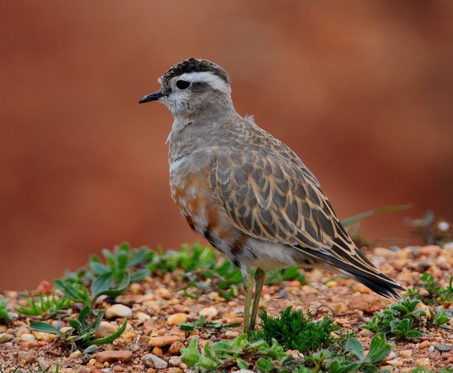 Eurasian Dotterel