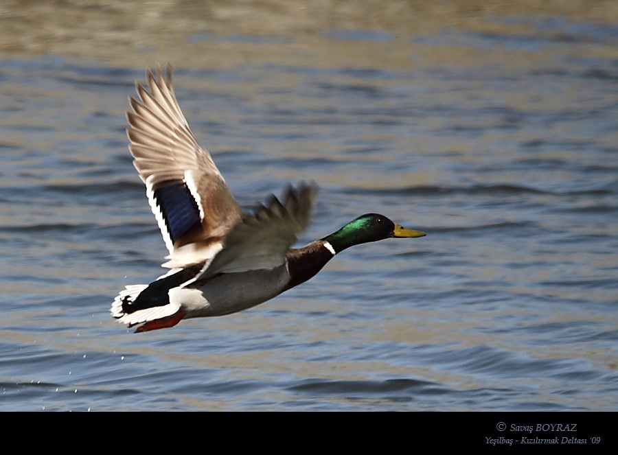 Mallard