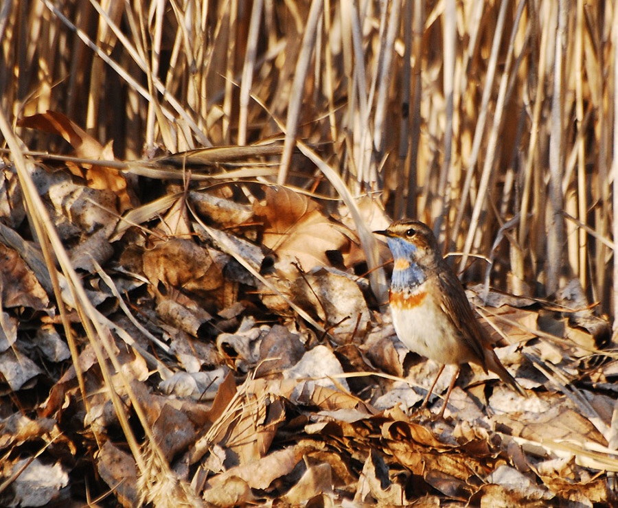 Bluethroat