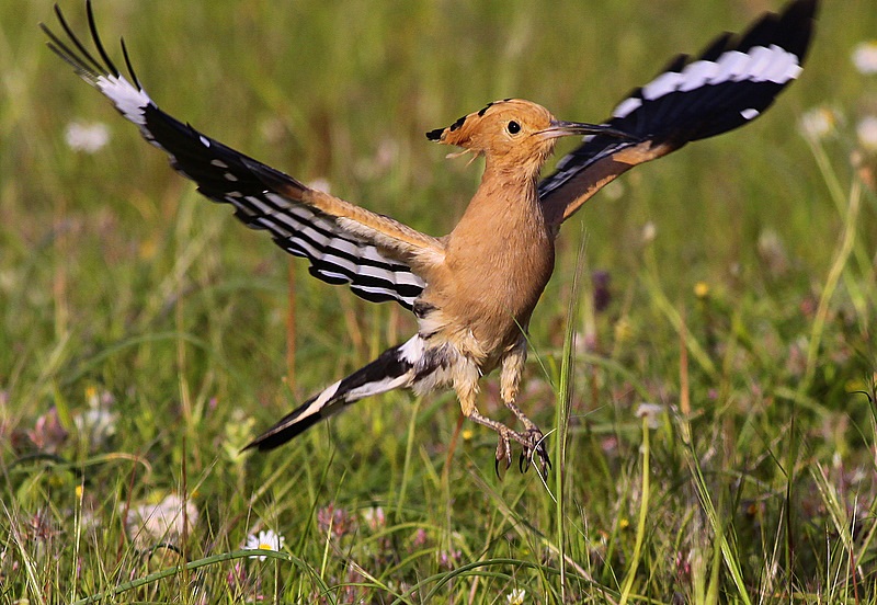 Eurasian Hoopoe