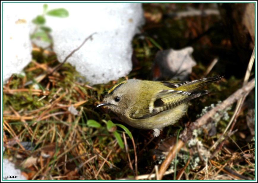 Goldcrest