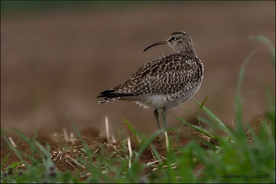 Eurasian Whimbrel