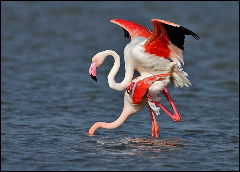 Greater Flamingo