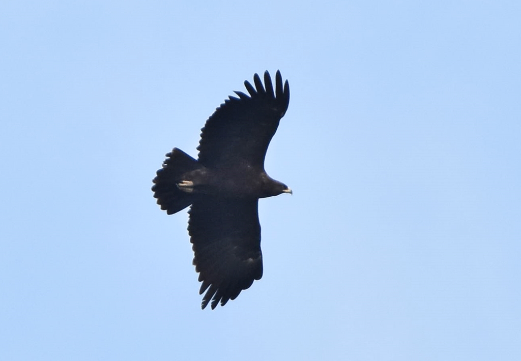 Greater Spotted Eagle